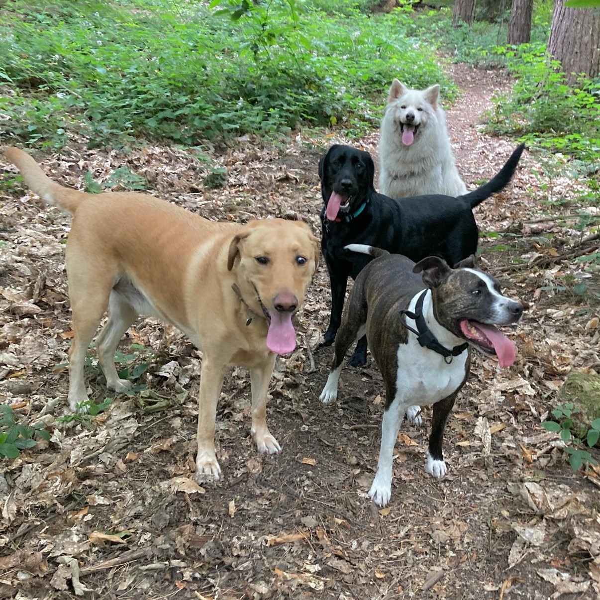 4 dog walk