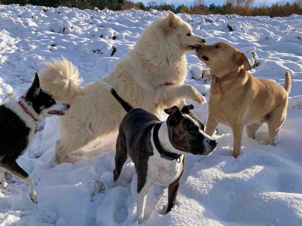 Dogs in snow
